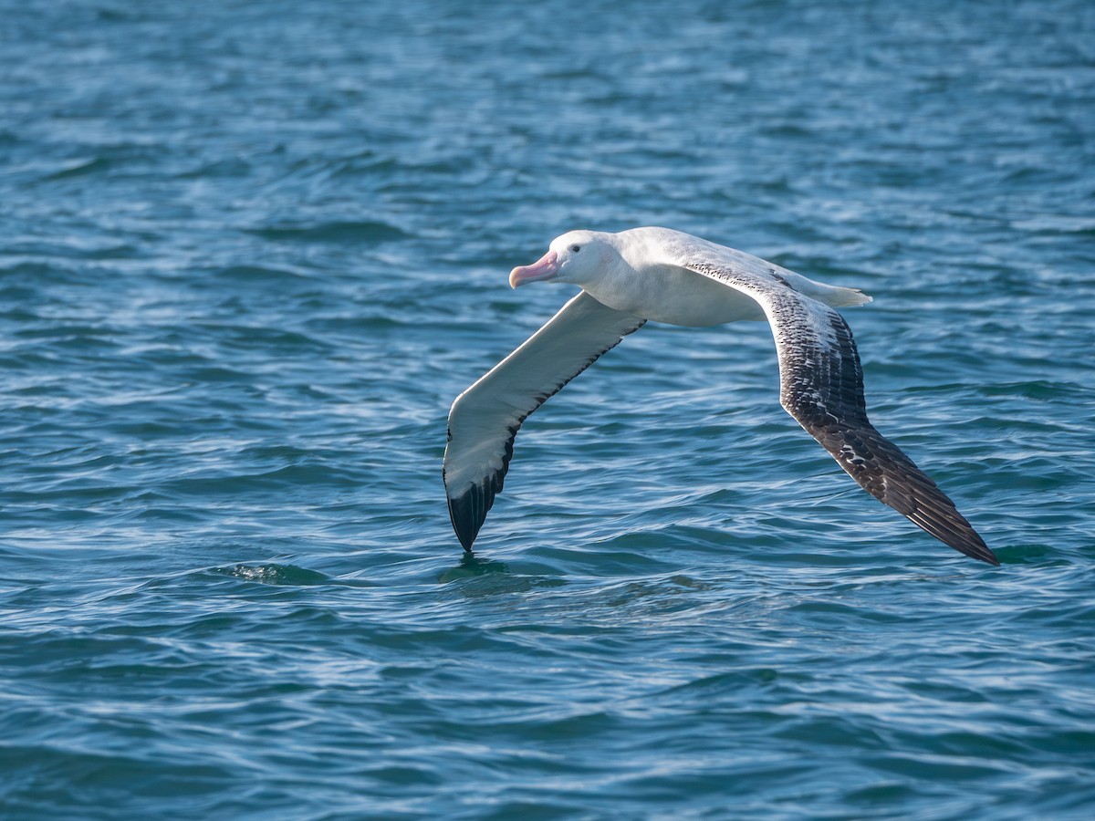 Antipodean Albatross (Gibson's) - ML643453660