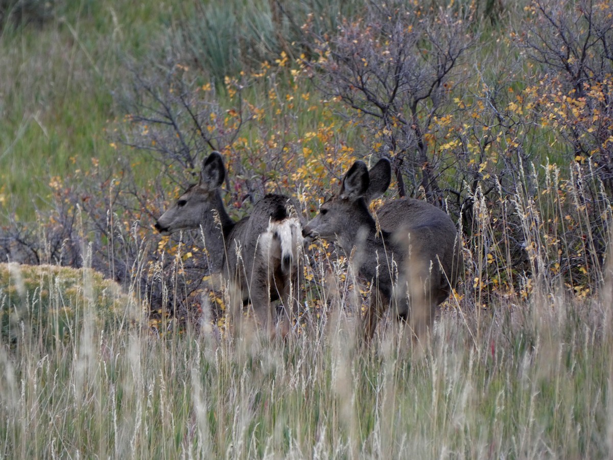 Animals - ML643453670