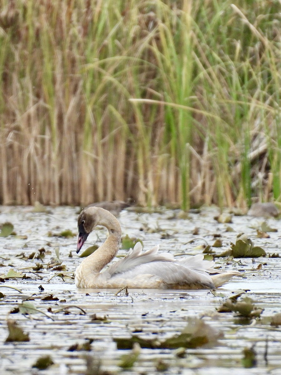 Trumpeter Swan - ML643453674