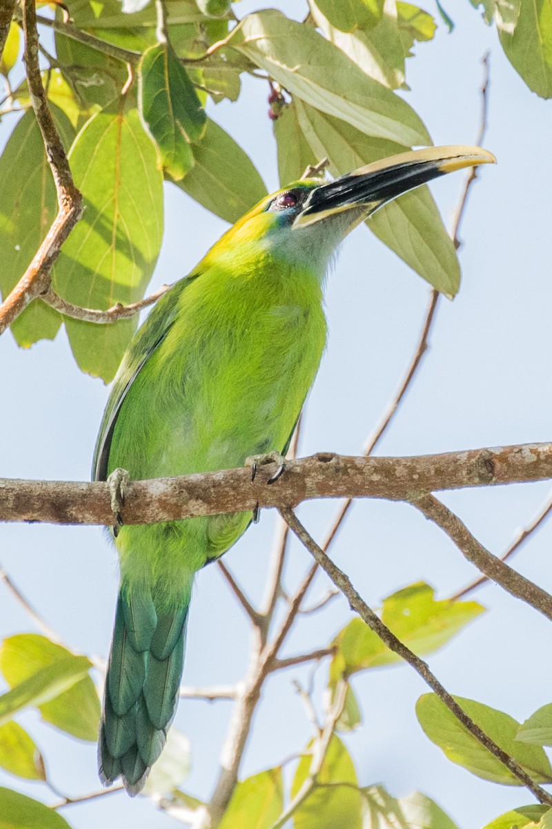 Groove-billed Toucanet (Yellow-billed) - ML643453732
