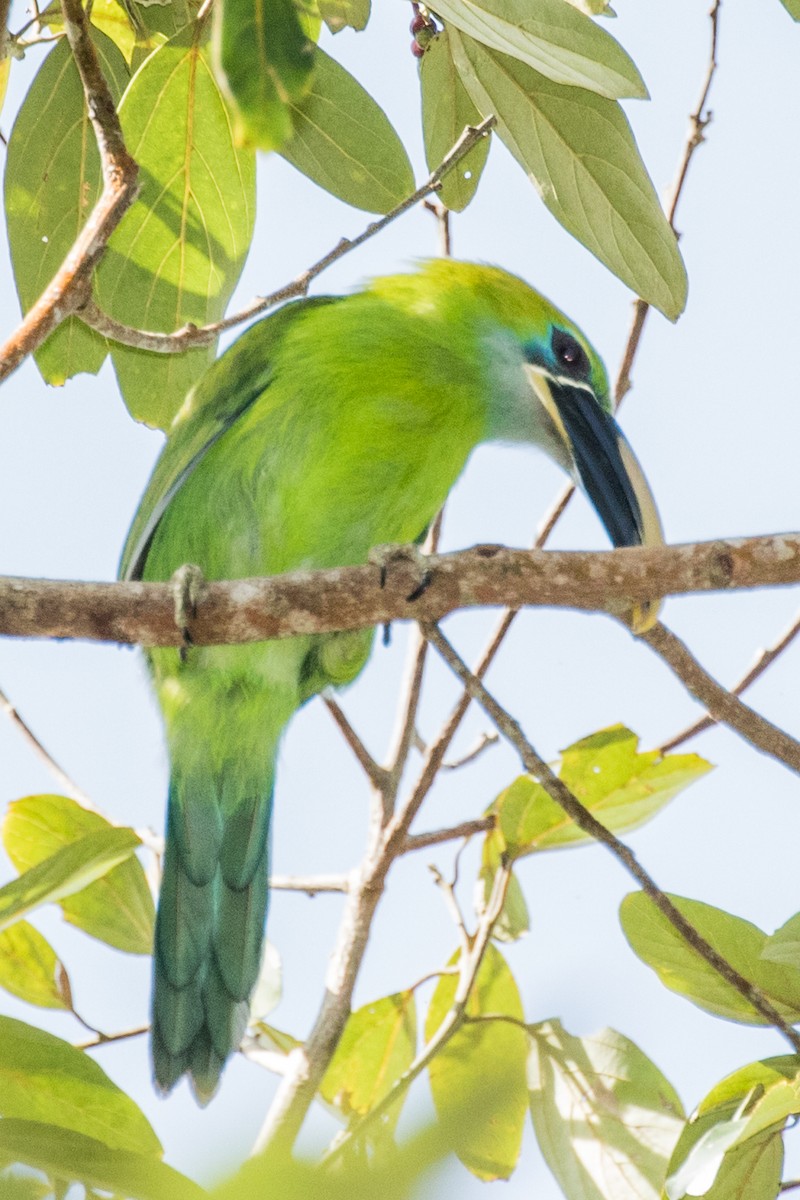 Groove-billed Toucanet (Yellow-billed) - ML643453733
