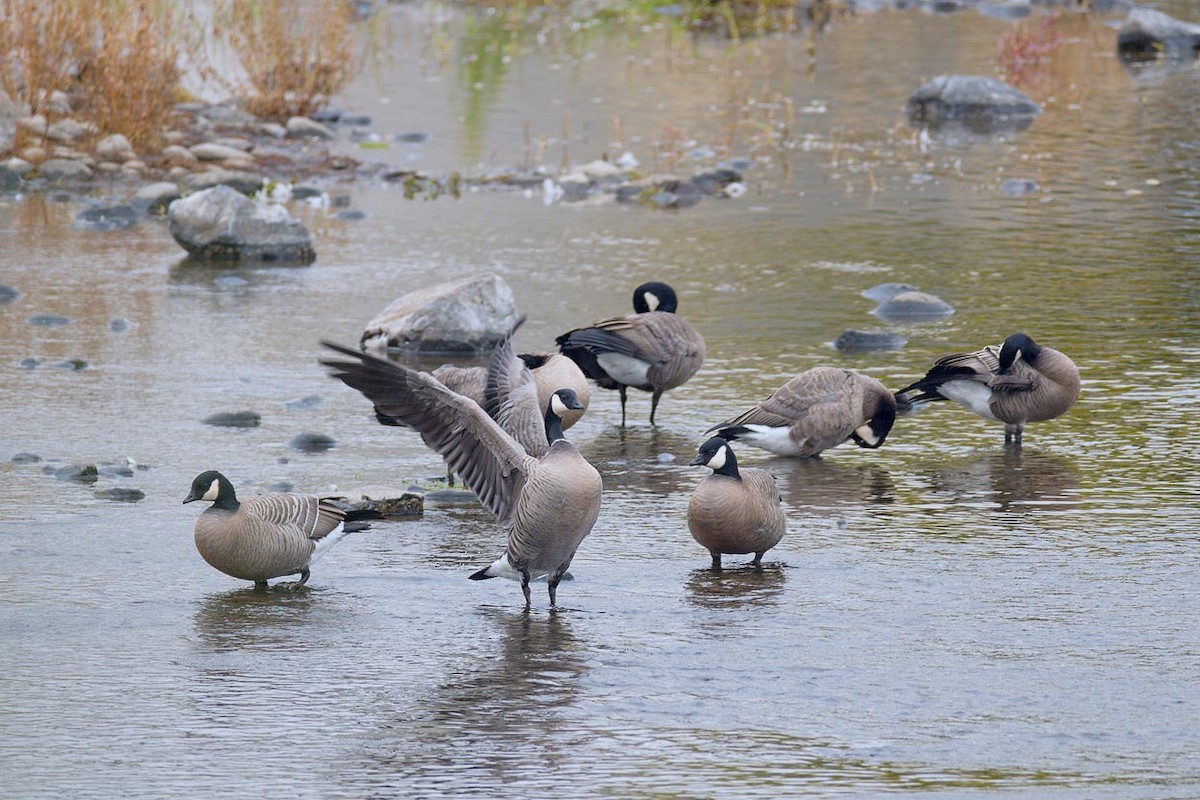 Cackling Goose - ML643453735
