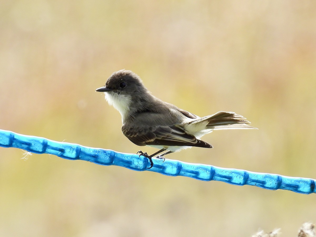 Eastern Phoebe - ML643453748