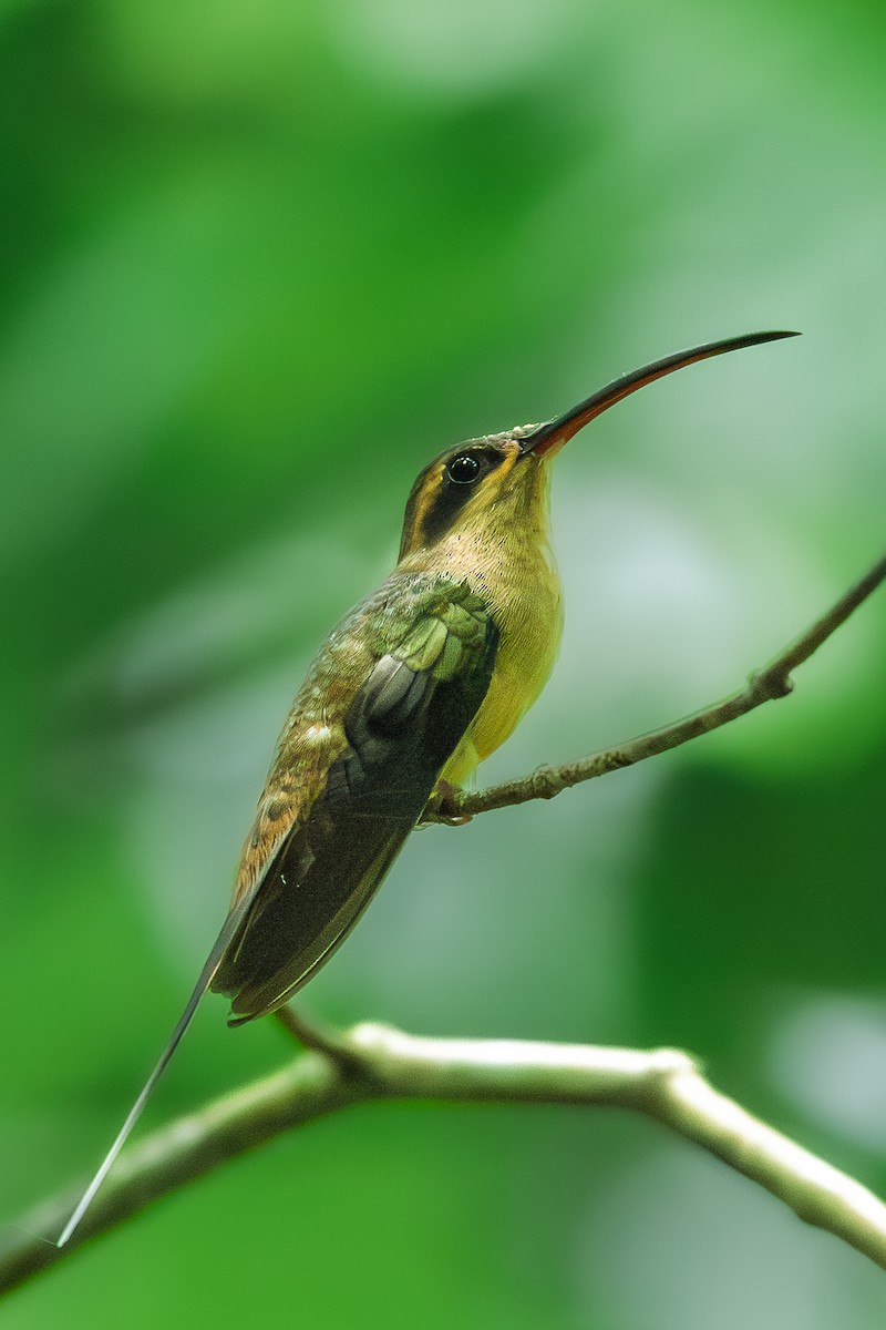 Great-billed Hermit - ML643453749