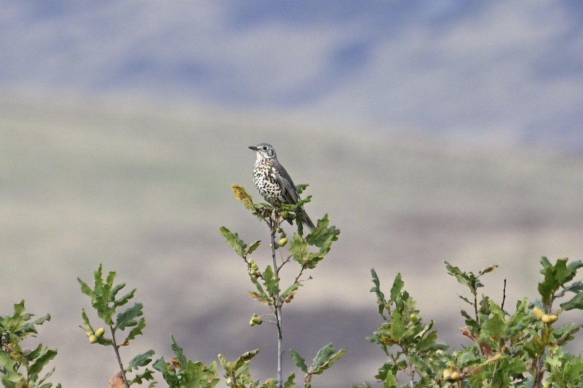 Mistle Thrush - ML643453754