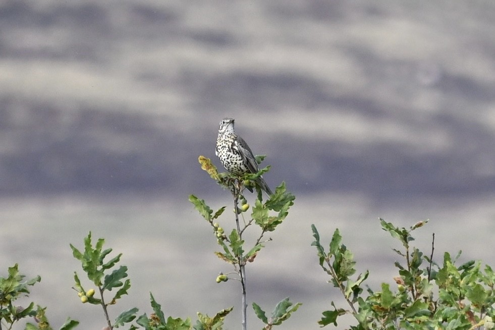 Mistle Thrush - ML643453755