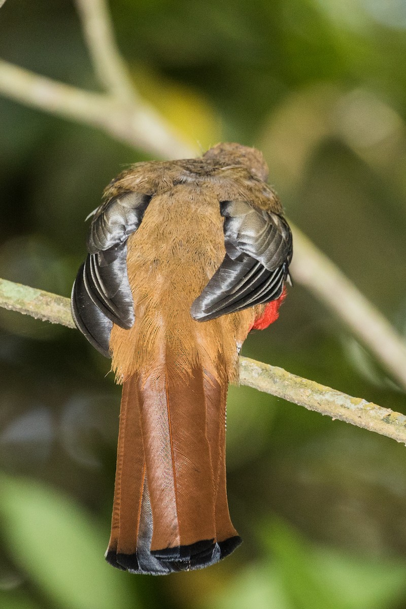 trogon škraboškový - ML643453756
