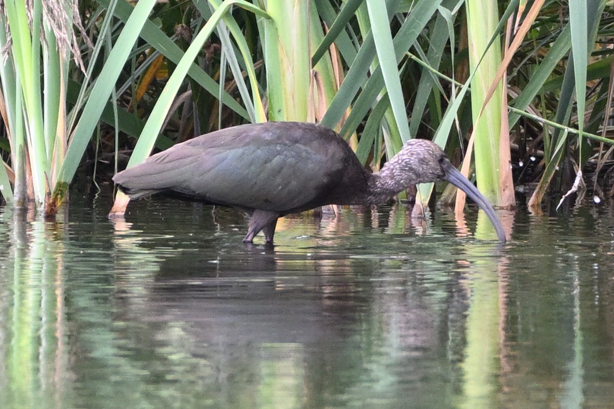 White-faced Ibis - ML643453758
