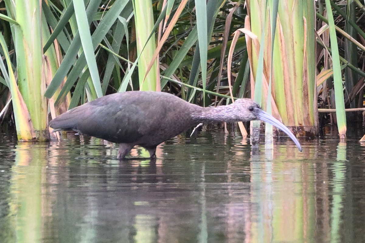 White-faced Ibis - ML643453759