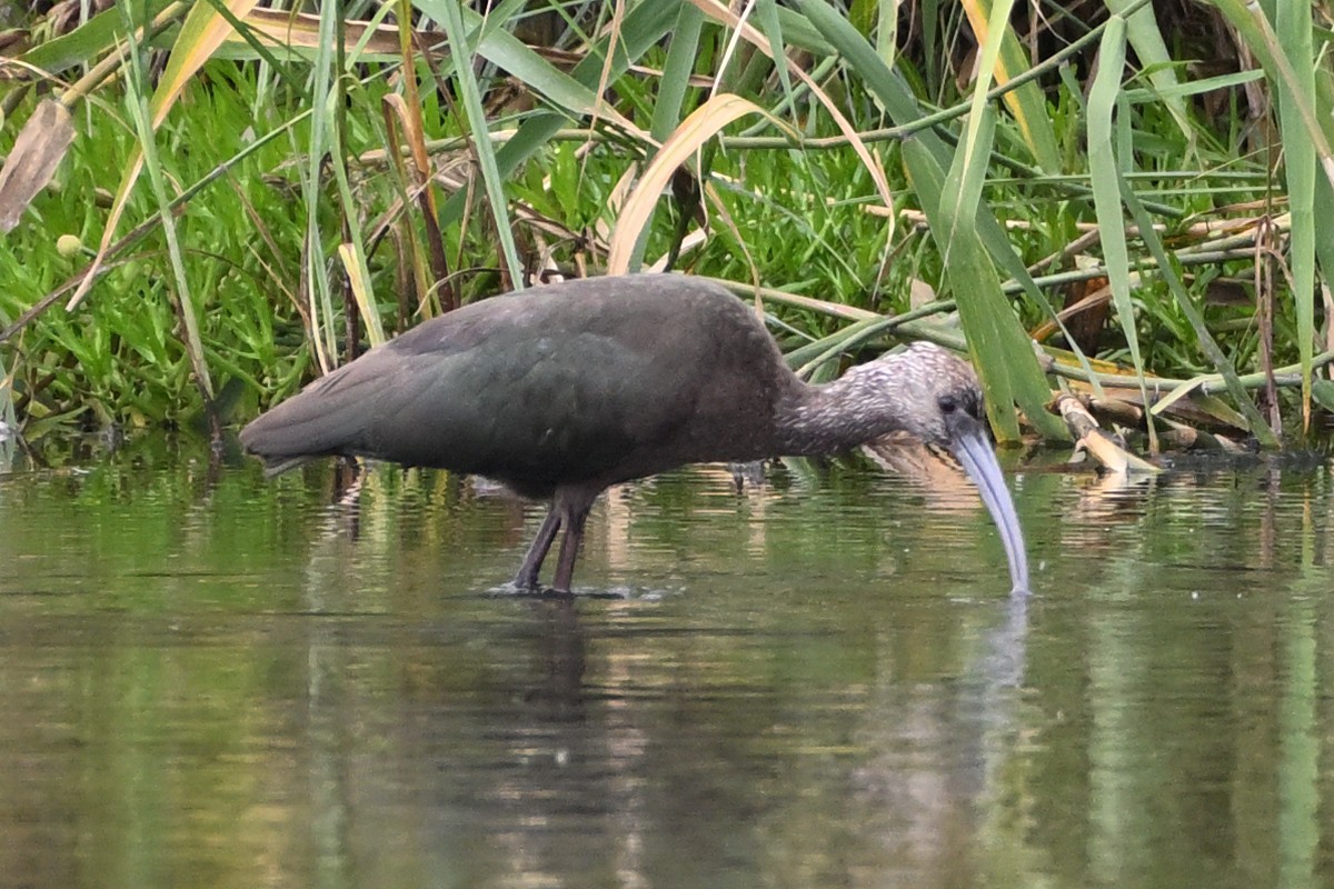 White-faced Ibis - ML643453760