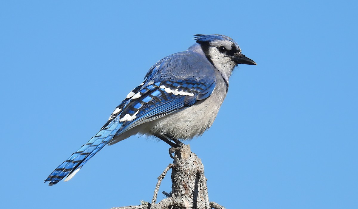 Blue Jay - ML643453764