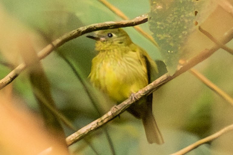 Olive-striped Flycatcher - ML643453770