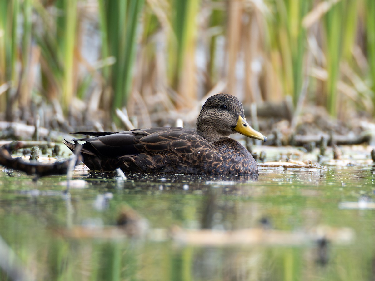 American Black Duck - ML643453776