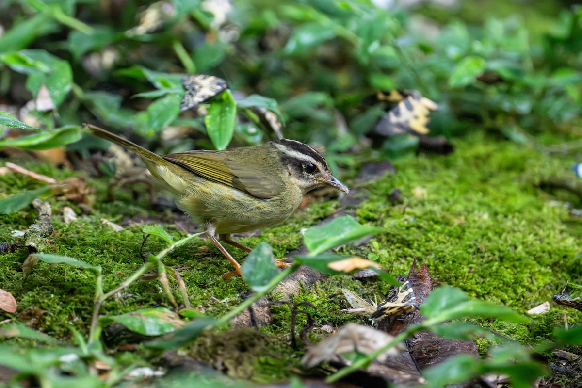 Three-striped Warbler - ML643453790
