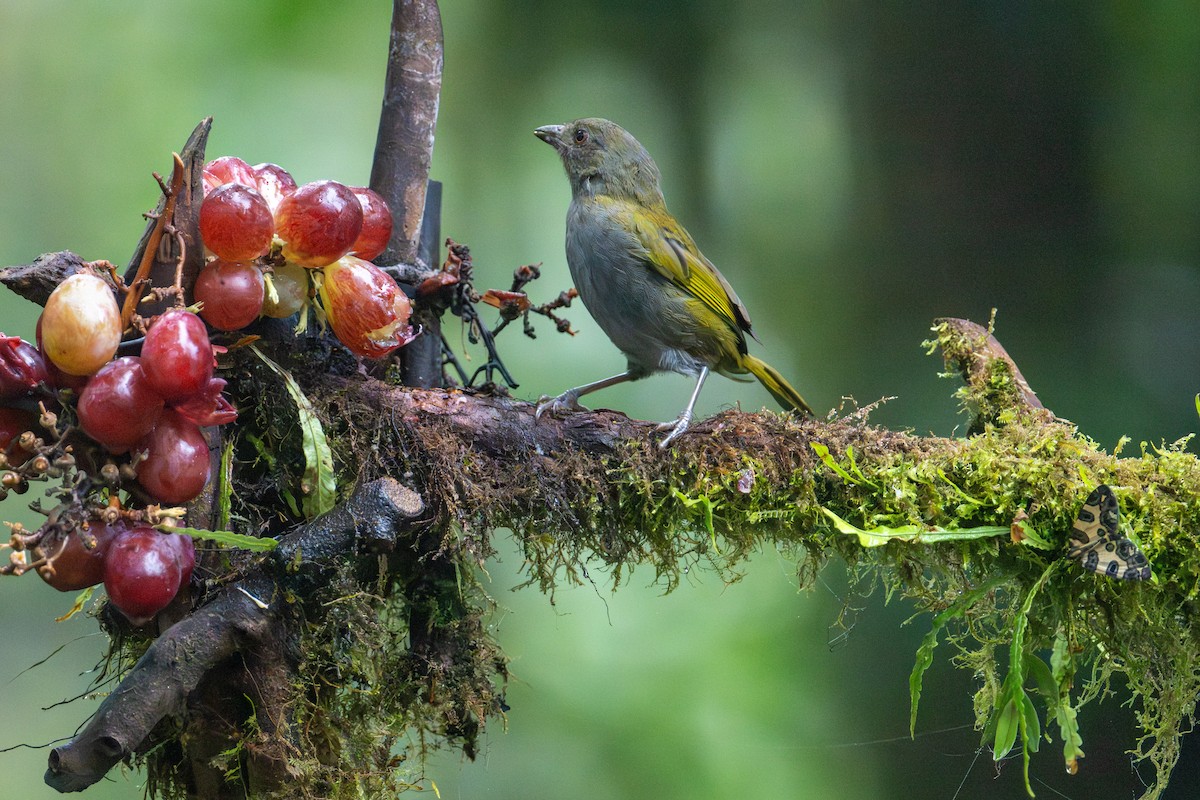 Dusky Chlorospingus - ML643453815