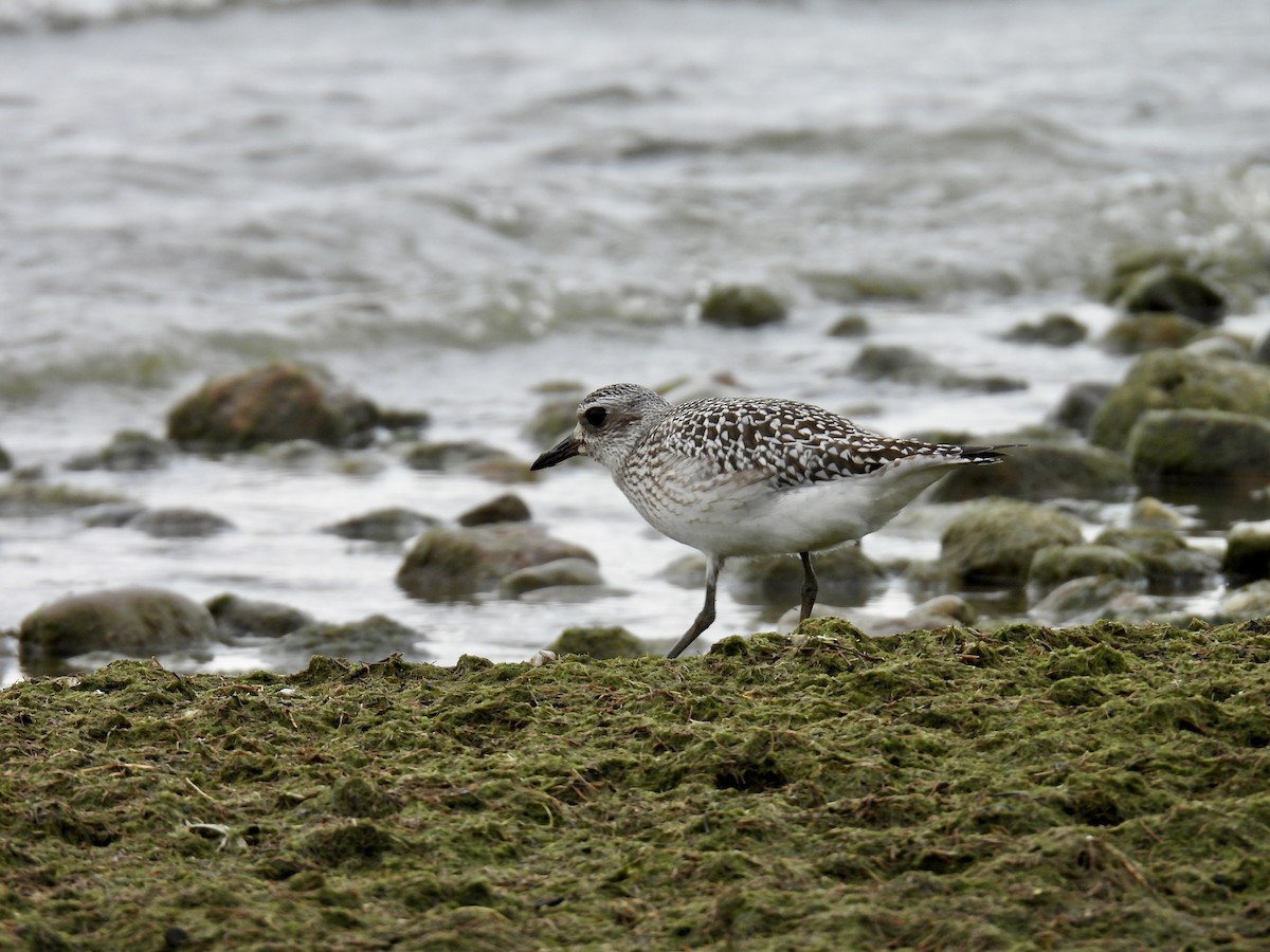 Black-bellied Plover - ML643453817