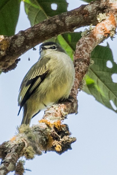 Spectacled Tyrannulet - ML643453843