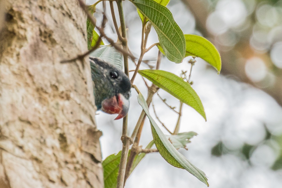 rødnebbpapegøye - ML643453849