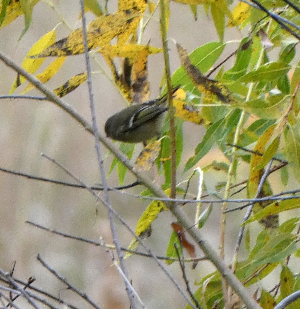 Ruby-crowned Kinglet - ML643453867