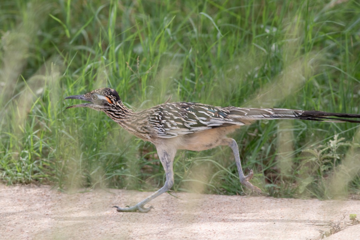 Greater Roadrunner - ML643453869