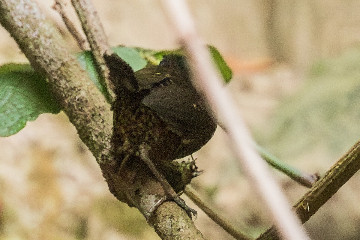 Santa-Marta-Tapaculo - ML643453879