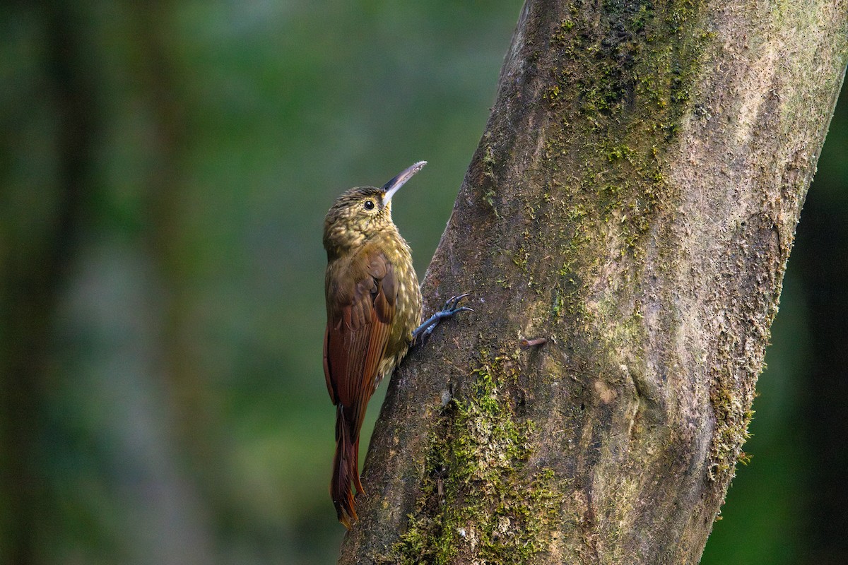 Spotted Woodcreeper - ML643453882