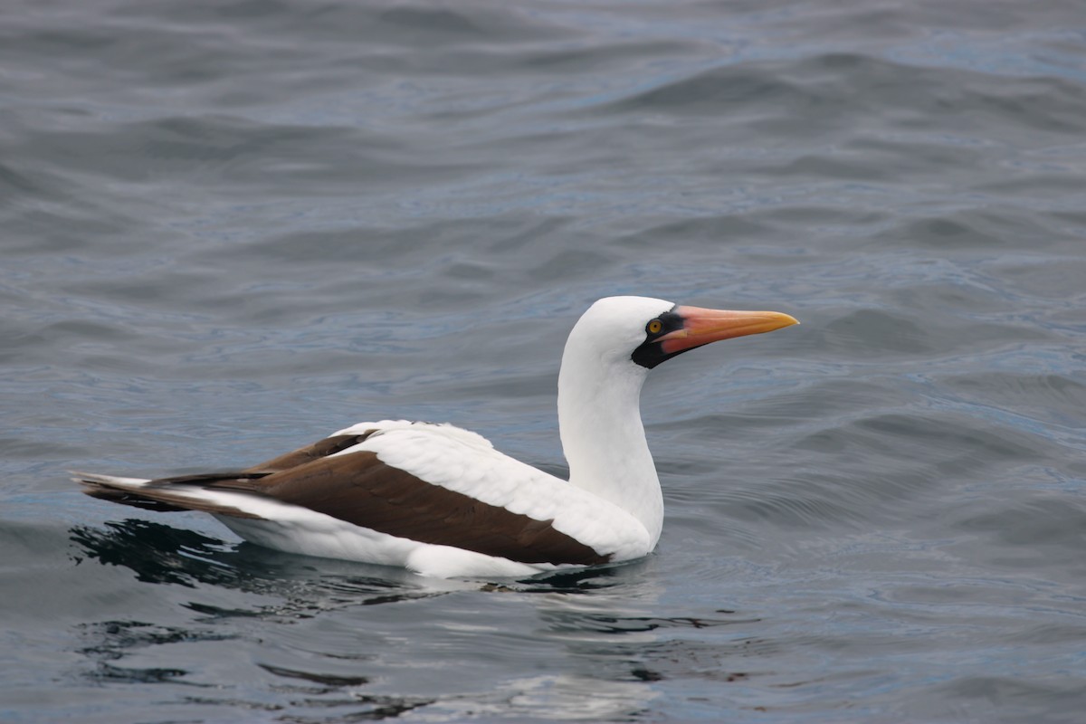 Nazca Booby - ML643453891