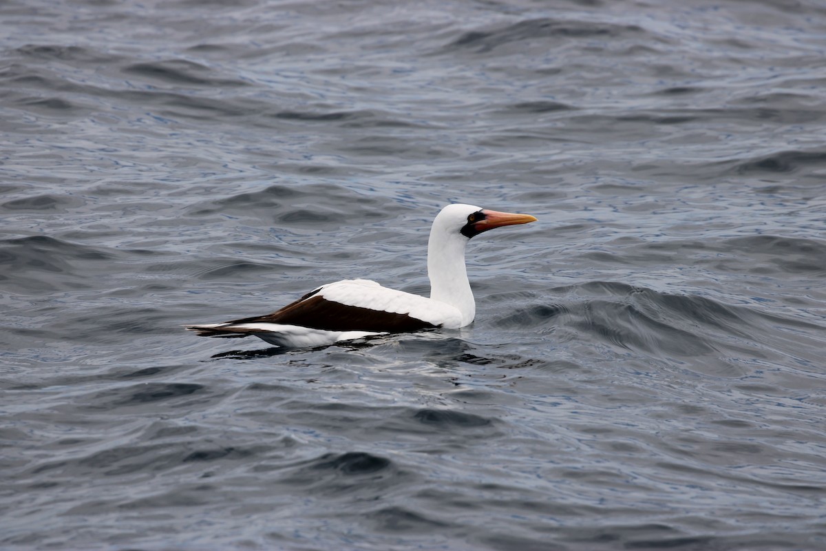 Nazca Booby - ML643453892