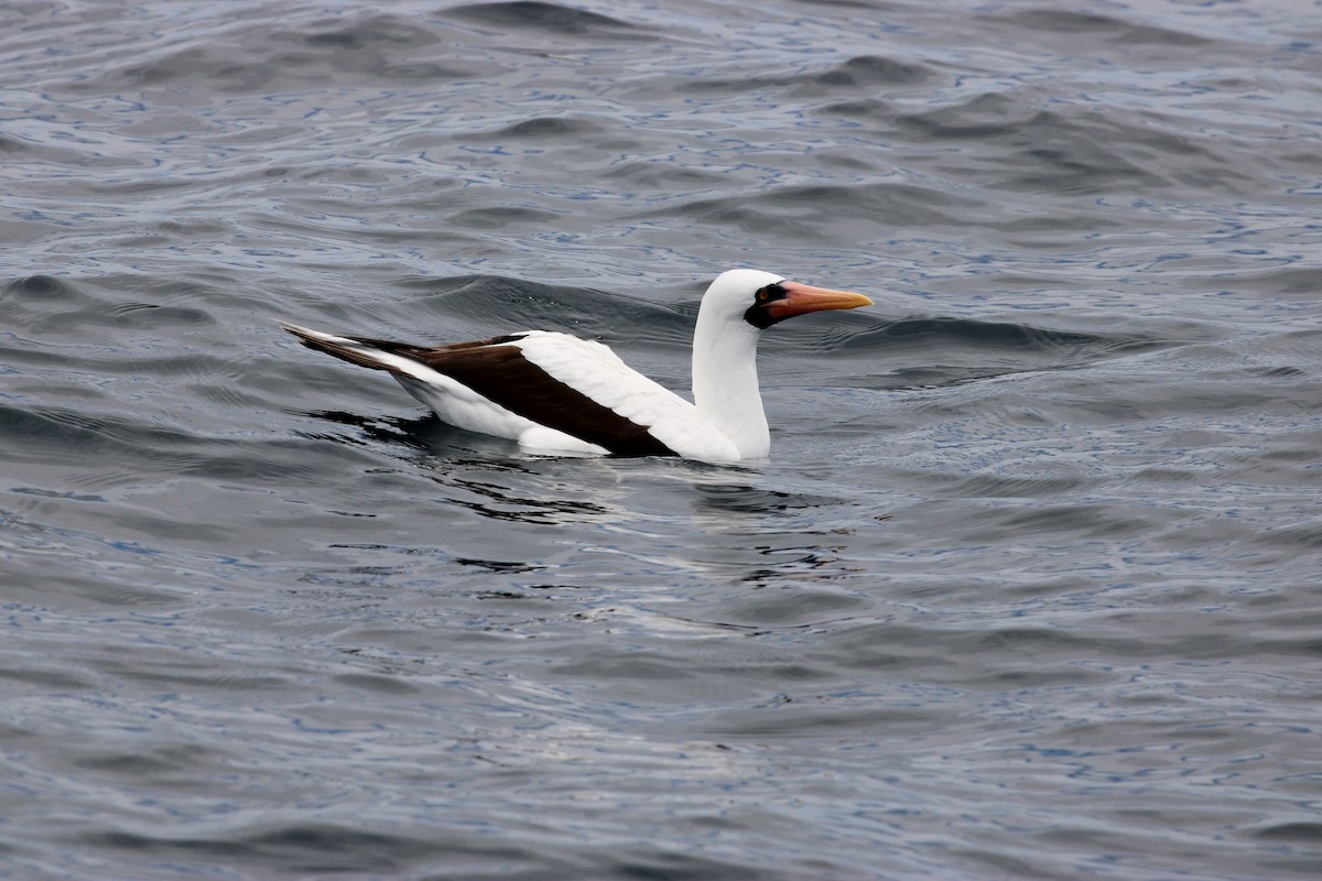 Nazca Booby - ML643453894