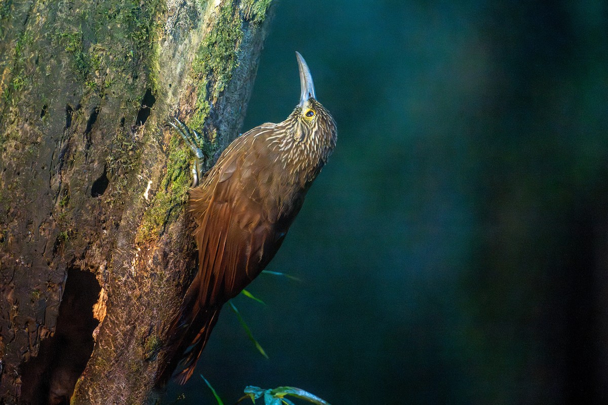 Strong-billed Woodcreeper - ML643453895