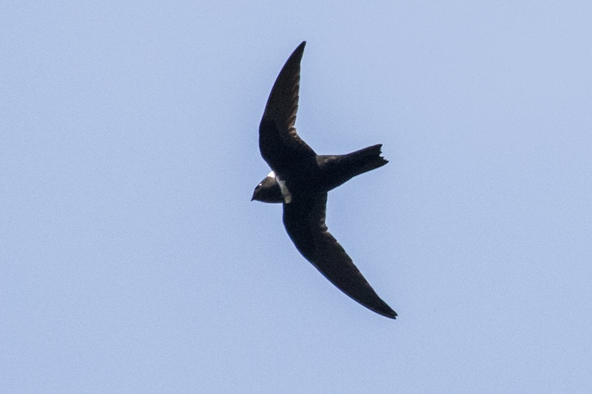 White-collared Swift - ML643453899