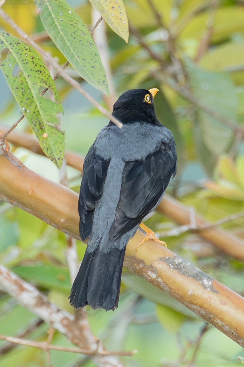 Yellow-legged Thrush - ML643453906
