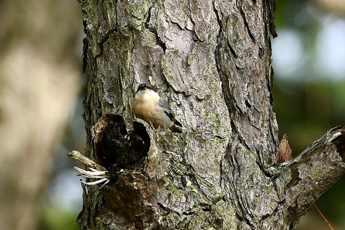 Brown-headed Nuthatch - ML643453919