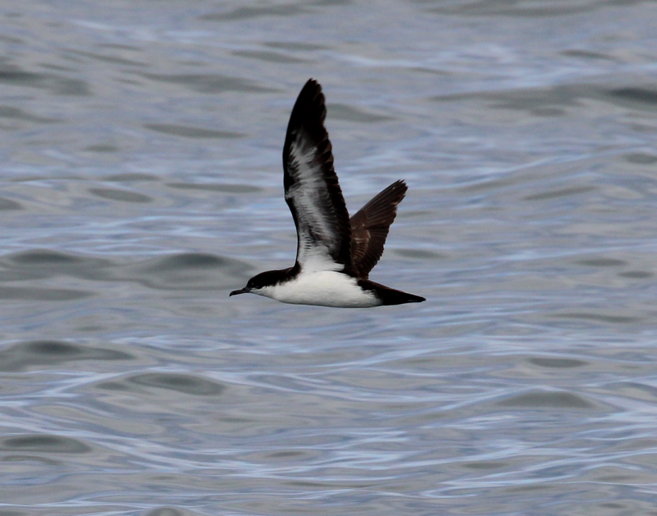 Galapagos Shearwater - ML643453926