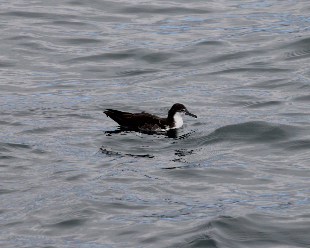 Galapagos Shearwater - ML643453927