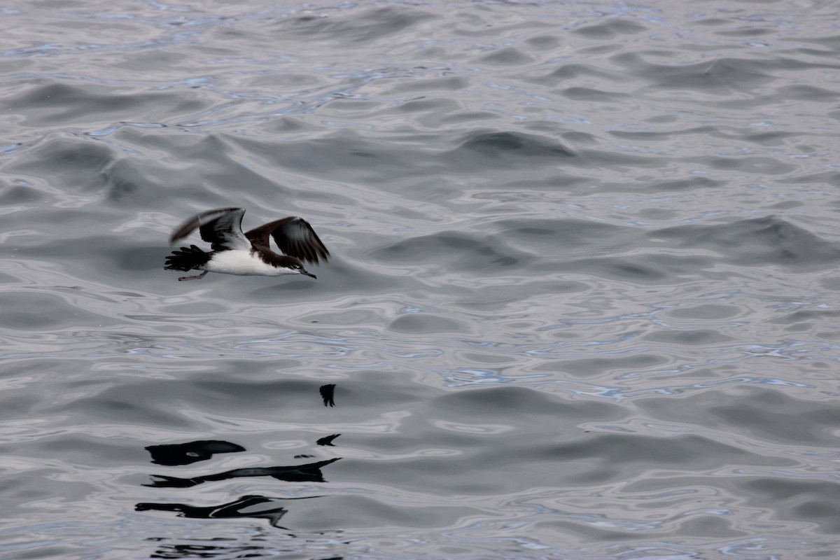 Galapagos Shearwater - ML643453928