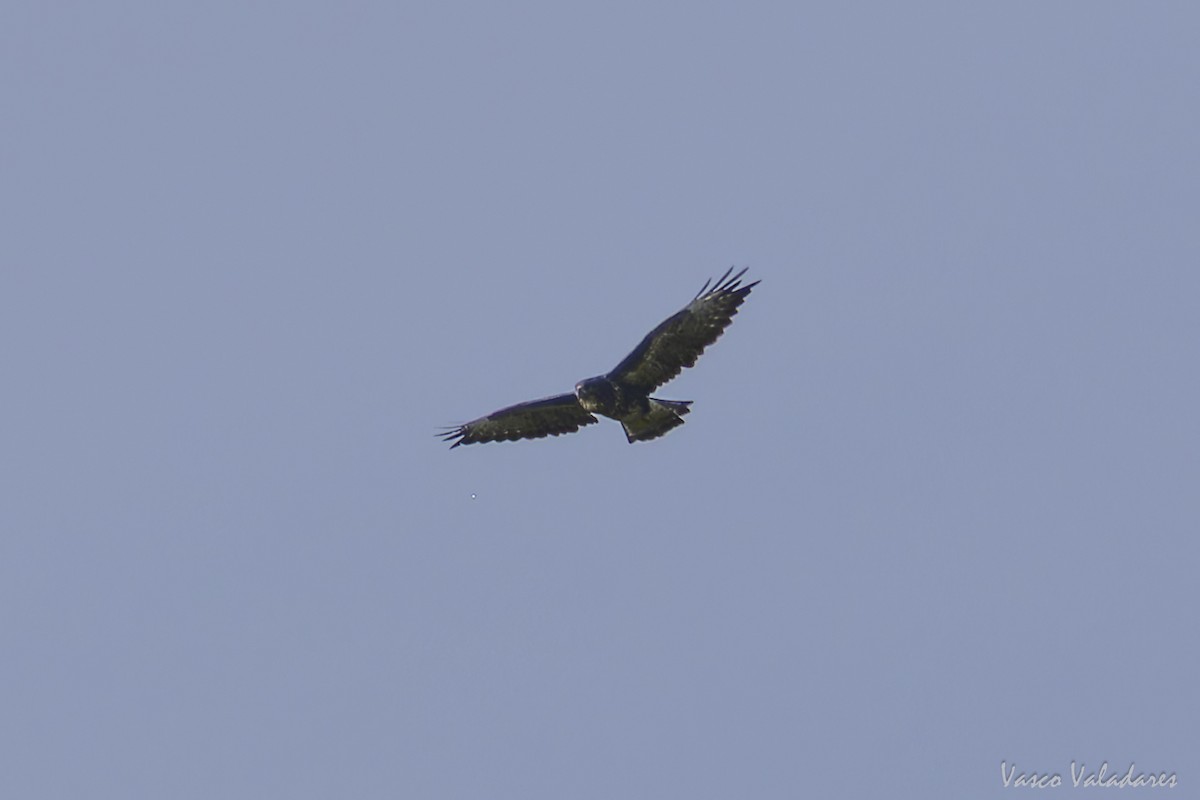Common Buzzard (Azores) - ML643453939