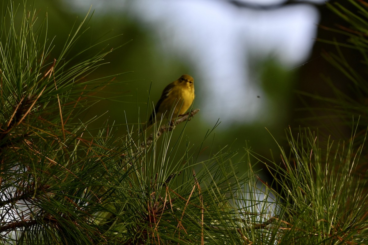 Pine Warbler - ML643453948