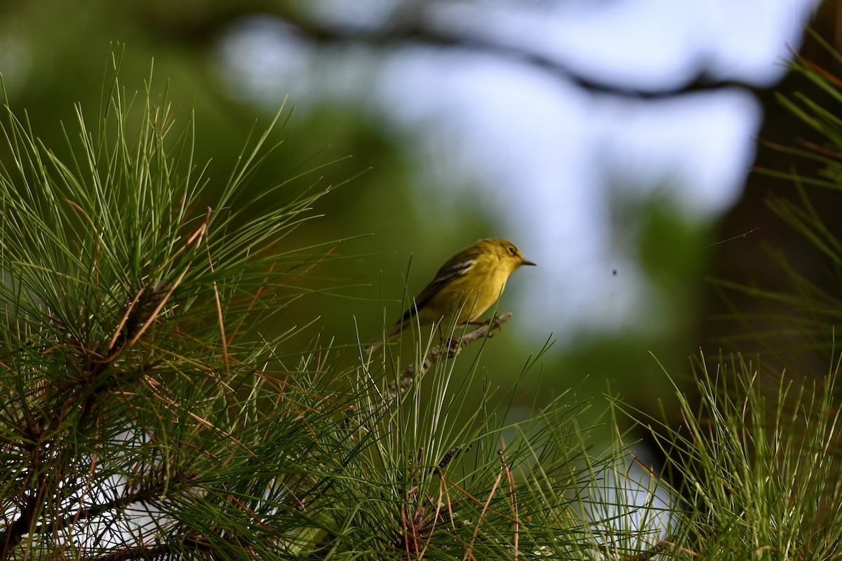 Pine Warbler - ML643453949