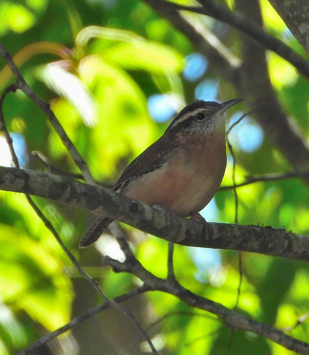 Carolina Wren - ML643453971