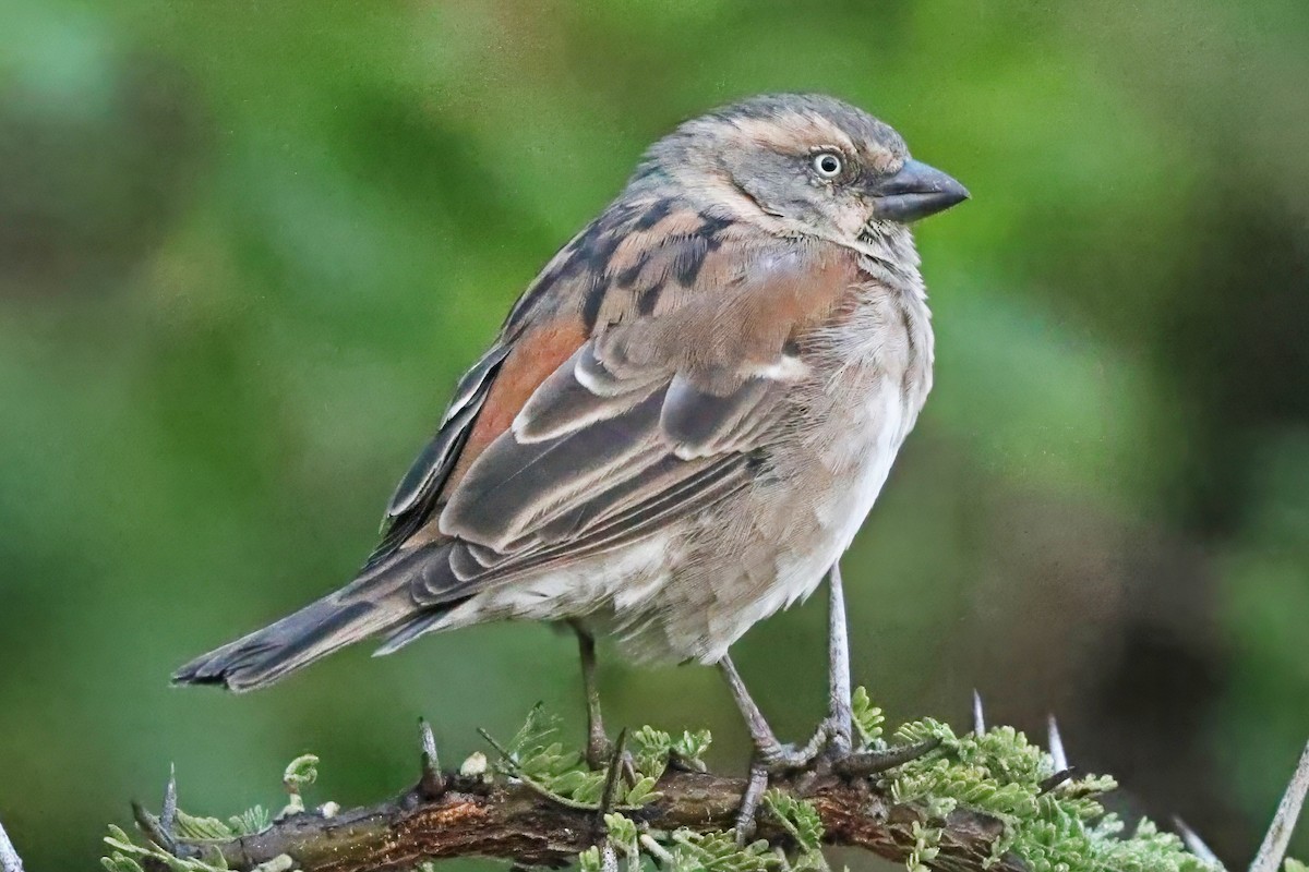 Kenya Rufous Sparrow - ML643453980