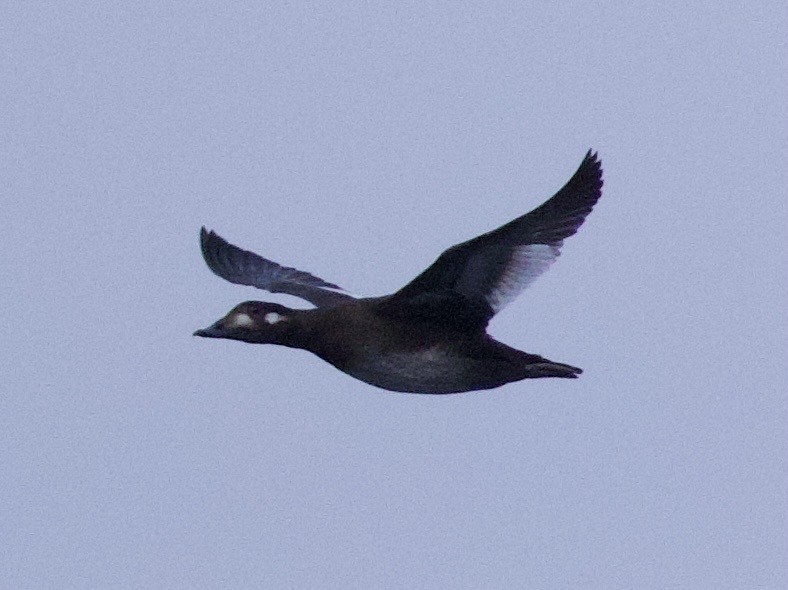 White-winged Scoter - ML643453987