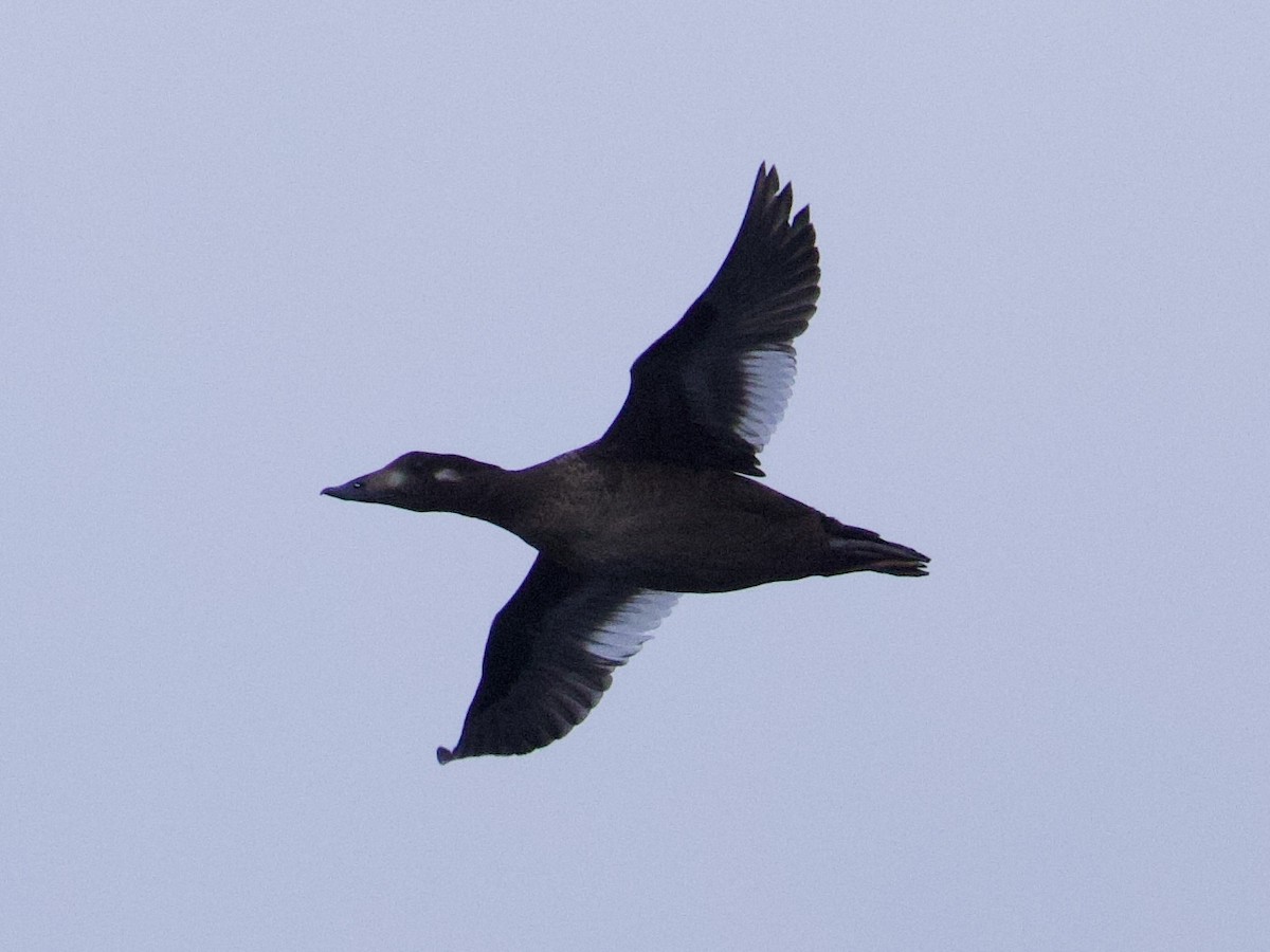 White-winged Scoter - ML643453988
