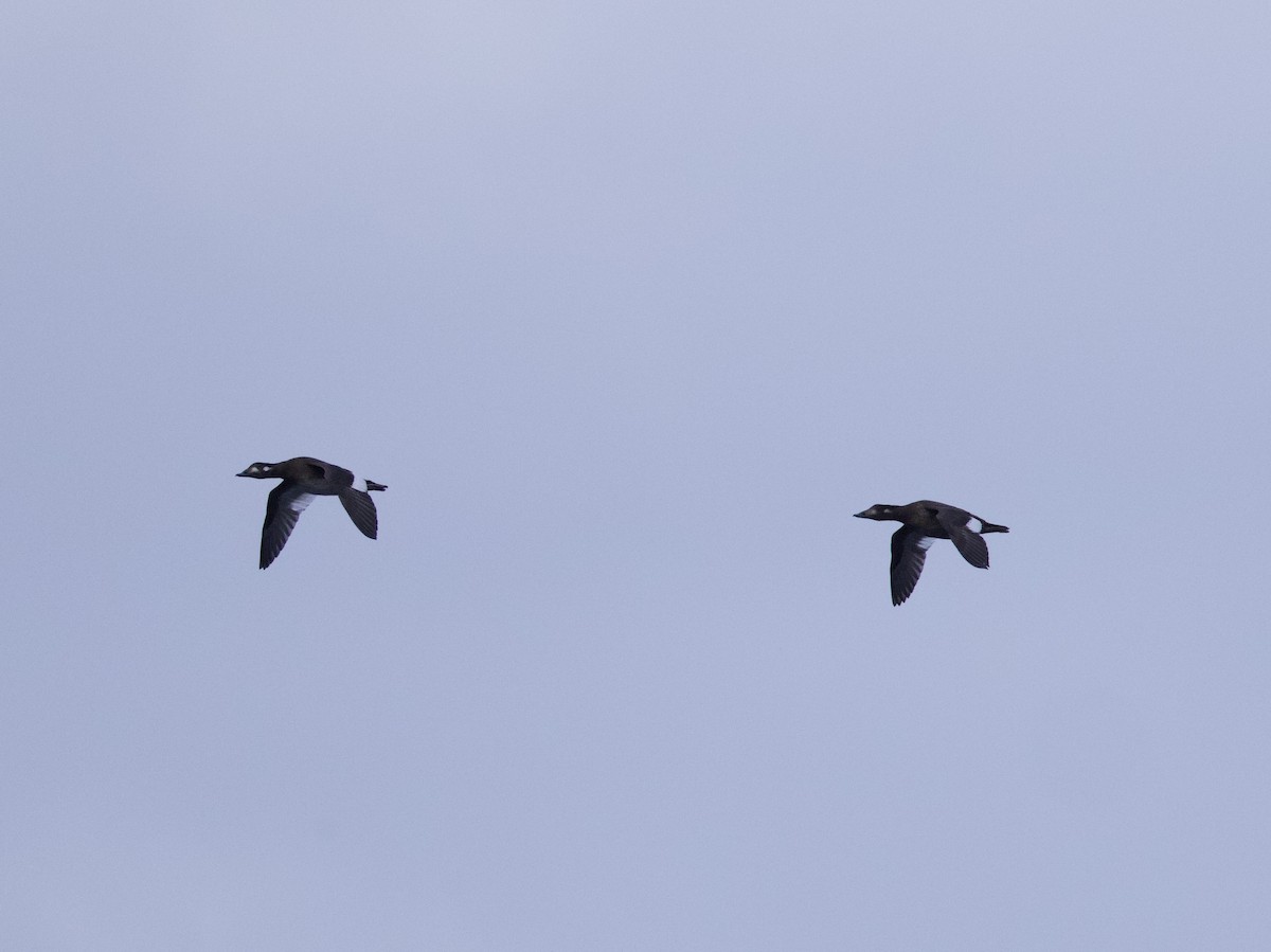 White-winged Scoter - ML643453989