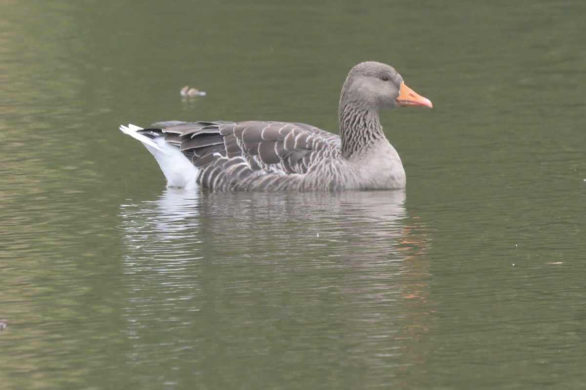 Graylag Goose - ML643453995