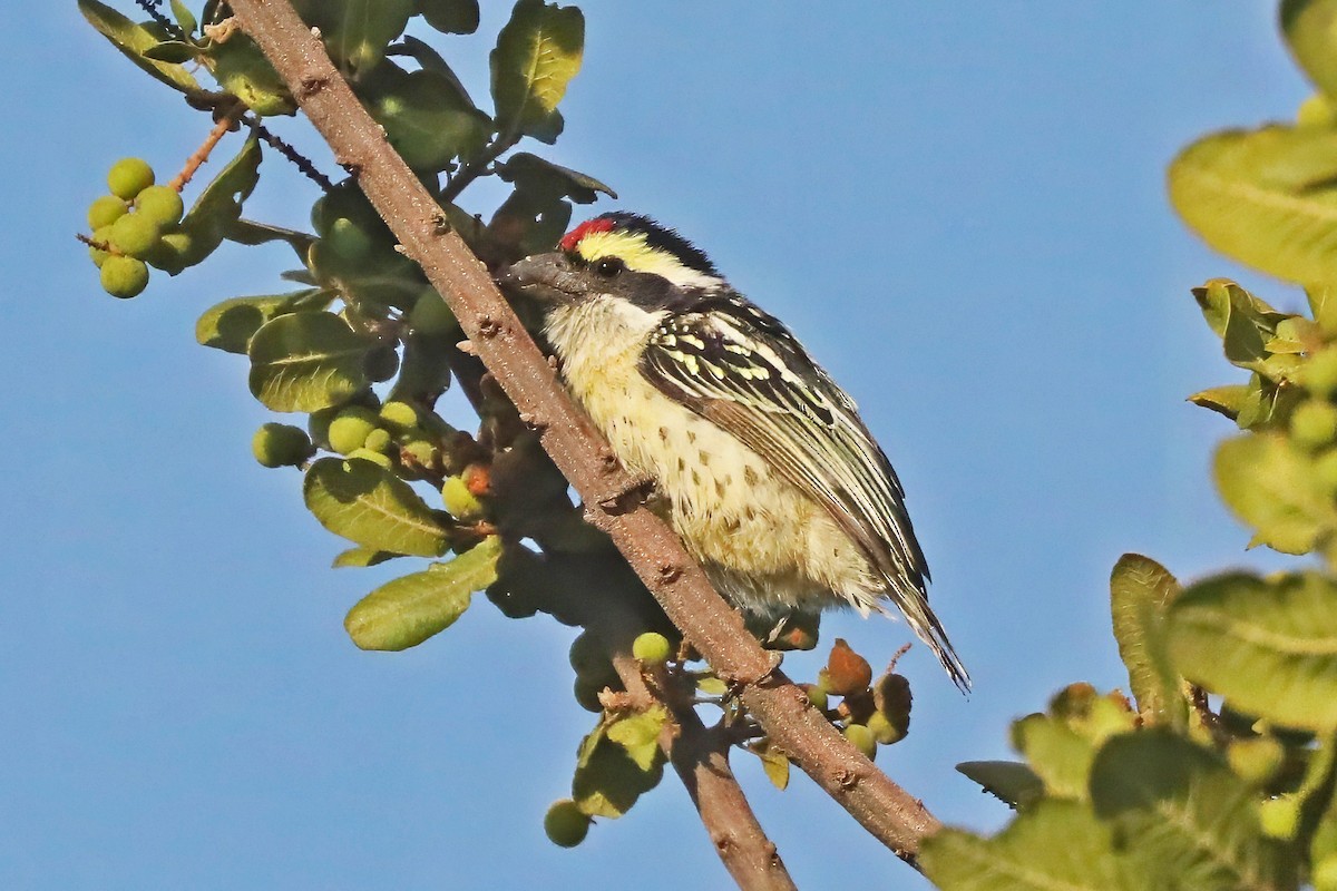 Barbudo Diademado - ML643453999