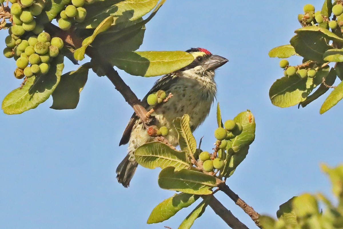 Barbudo Diademado - ML643454008