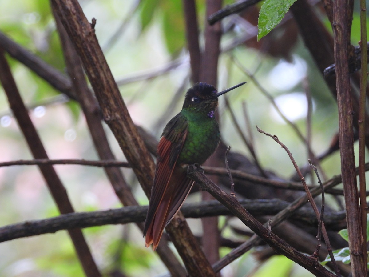 Rainbow Starfrontlet - ML643454019