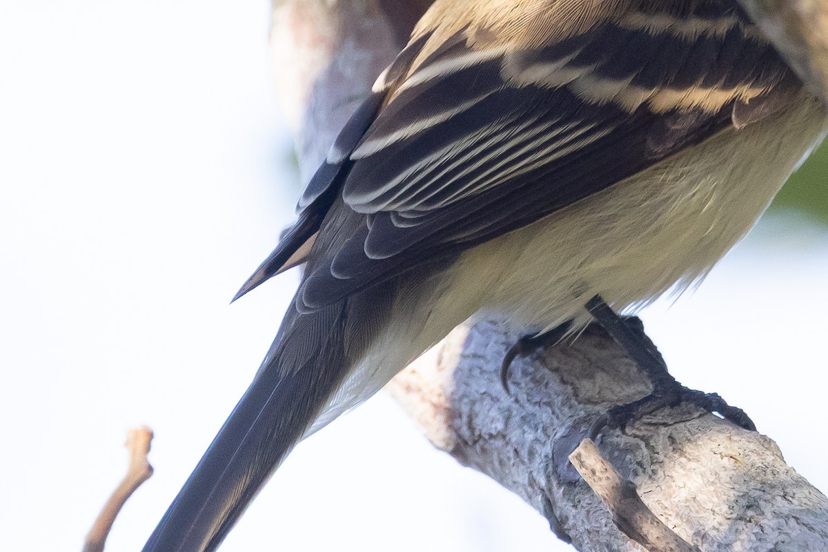 Moucherolle des aulnes ou M. des saules - ML643454031