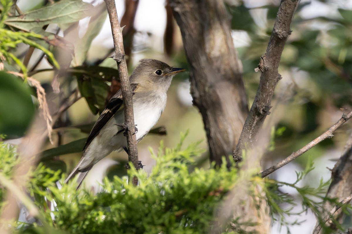 Moucherolle des aulnes ou M. des saules - ML643454032